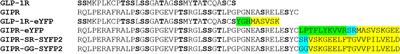 The Effect of Cell Surface Expression and Linker Sequence on the Recruitment of Arrestin to the GIP Receptor